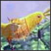 Pinata: Candary - Buzzenge, Buzzlegum, Candary - Pinata species - Viva Pinata - Game Guide and Walkthrough