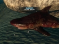 man-eater-shark