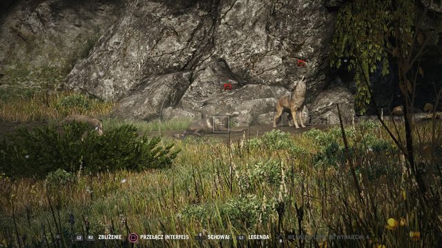 First, eliminate all of the regular wolves and then, the rare specimen - Kyrat Fashion Week - Activities - Far Cry 4 - Game Guide and Walkthrough