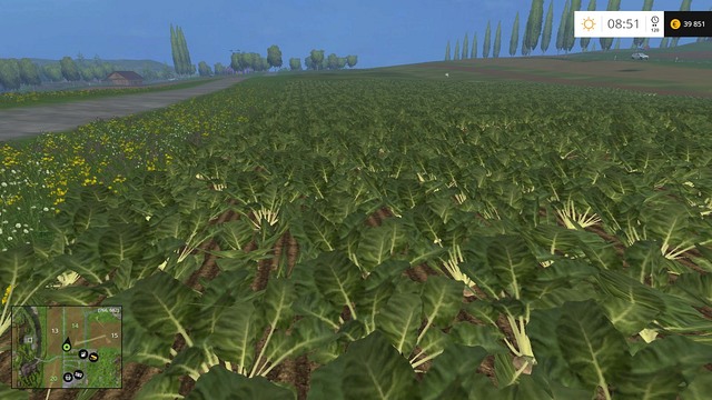 Sugar beets ready to be harvested. Time to get rid of the leaves. - Sugar beets and potatoes - Plants - Farming Simulator 15 - Game Guide and Walkthrough