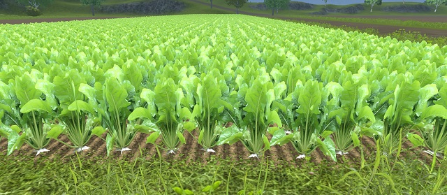 Ripe sugar beets. Now we need to separate the leaves and harvest the pulps. - Growing sugar beets - Agriculture - Farming Simulator 2013 - Game Guide and Walkthrough