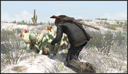 Target: Collect 8x Prickly Pear, search for them near Punta Orgullo - Challenges - Survivalist - Challenges - Red Dead Redemption - Game Guide and Walkthrough