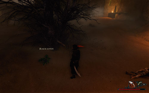 Lotus grows mostly under withered trees. - Black Lotus - Isle of the Dead - Quests - Risen 2: Dark Waters - Game Guide and Walkthrough