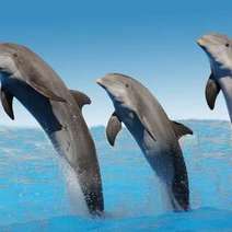  Dolphins jumping