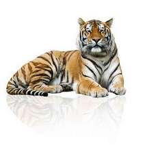 A tiger