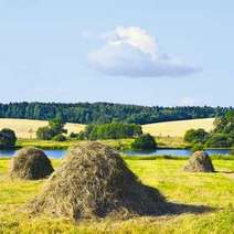 Field with haystacks