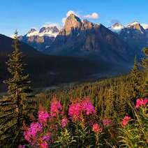 Wild nature pink flowers and mountains with a high peak in the background