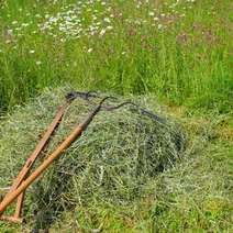 Pile of grass cut