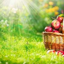 Apple basket on the grass