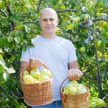 Man showing two full apple baskets in the garden