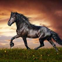 Wild horse