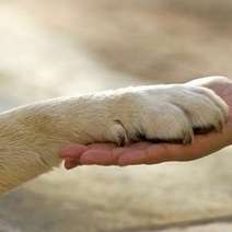 Dog's paw