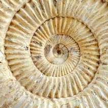 Spiralled seashell