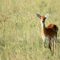 Roe running on the field