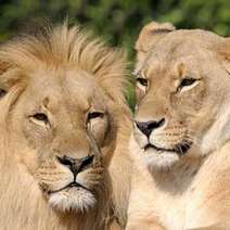 Lion and lioness