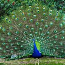 Peacock with outstretched tail