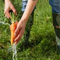 Rinsing of carrots