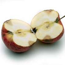 Rotten apple cut in half