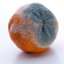 Mouldy orange