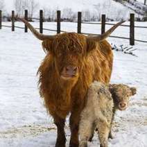  Horned cattle