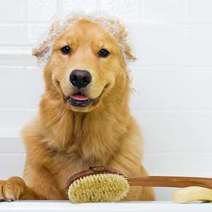  A dog with foam on his head