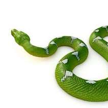  Green snake