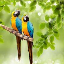  Pair of parrots