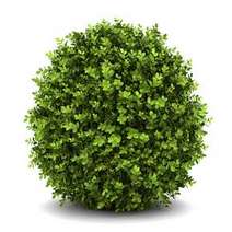 Green bush 