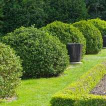  Bushes in the park