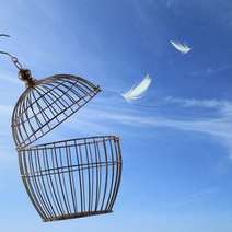  An open cage for birds