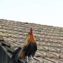  A rooster on a roof