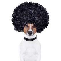 A dog with a black wig