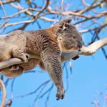  Koala bear resting on the tree