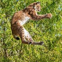  Cat jumping high with a tree behind