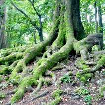  Roots of a tree