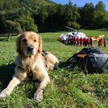  A dog lying by a bad on the grass with rescuers behind