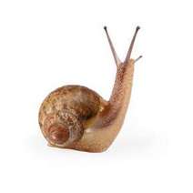  A snail