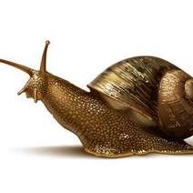  Snail moving