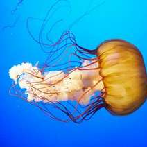  Jelly fish