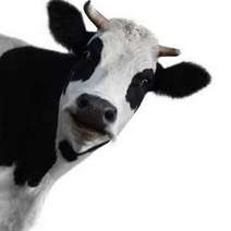  Cow