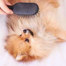  Brushing dog's hair