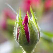  Red rose in bud