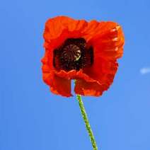  Red field poppy