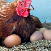  Hen sitting on the eggs