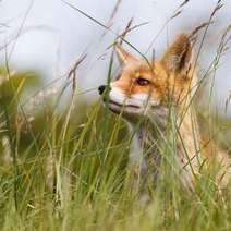  A fox in the grass