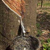  Gum leaking of the cut tree
