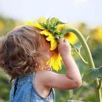  A girl smelling a sunflower
