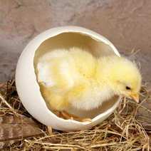  Chick in the egg shell