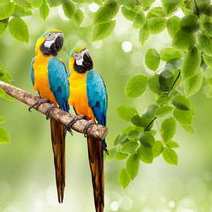  Couple of parrots