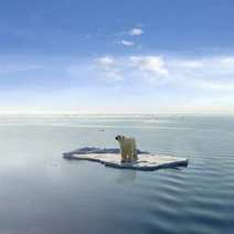  A polar bear on a small iceberg